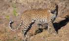 Zambia, South Luangwa National Park. Female leopard. Art Print